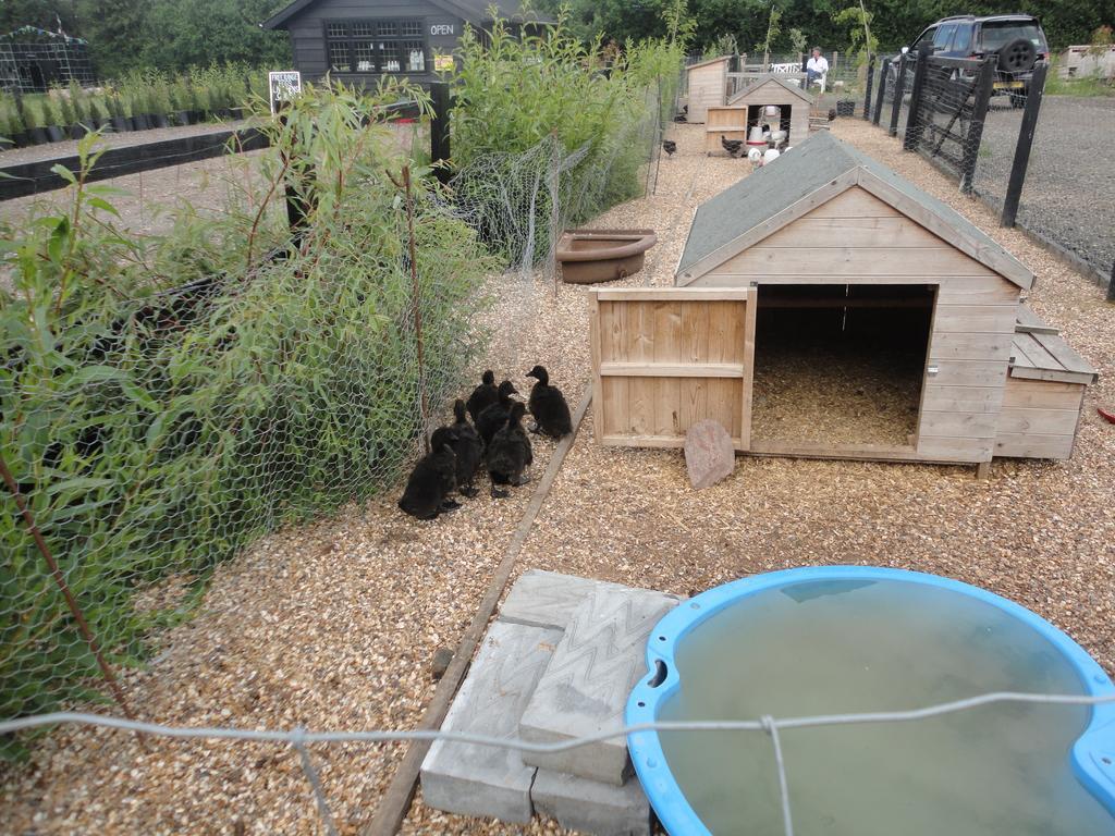 Willow Court Farm Studio East & Petting Farm, 8 Mins To Legoland & Windsor, 15 Mins To Lapland Uk מראה חיצוני תמונה