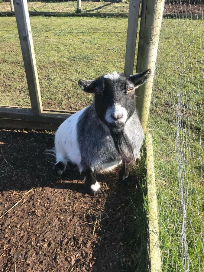 Willow Court Farm Studio East & Petting Farm, 8 Mins To Legoland & Windsor, 15 Mins To Lapland Uk מראה חיצוני תמונה